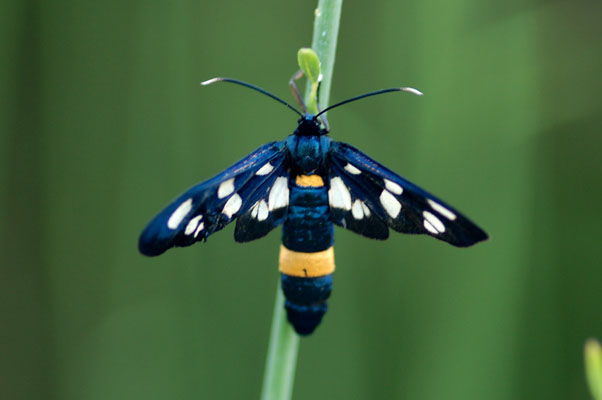 altri lepidotteri da determinare, per favore